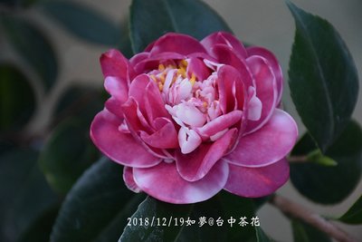 台中茶花- 如夢 - (嫁接茶花) - PP110