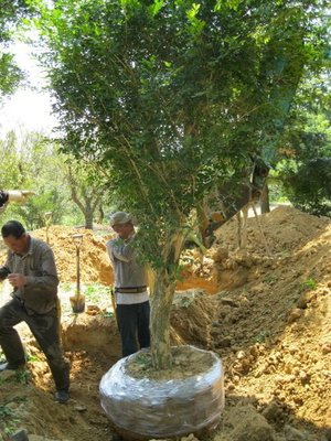 (青山園藝) 七里香 月橘  米俓15~20cm 高度5~6米 培養多年己原樹型