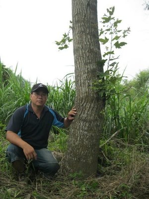 (青山園藝).楓香.大楓香.米俓25~30cm.高度8~10米.移植過.