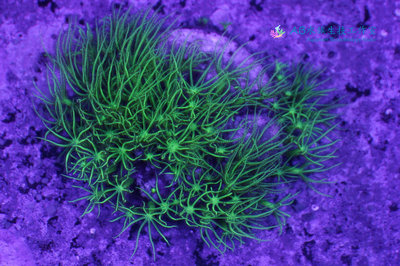 [AB水族生技工作室] 人工繁殖 日本草皮 Pachyclavularia sp. 珊瑚