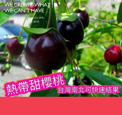 熱帶甜櫻桃 Brazil cherry標準苗，約一年半就會生【滿3棵免運+買5送1】