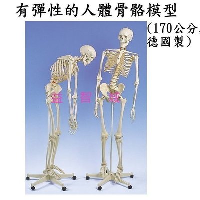 益智城新館《教學人體模型/人體骨架/人骨模型/骨頭模型/骨模型/教學模型》有彈性的人體骨骼模型~170公分(德國製)