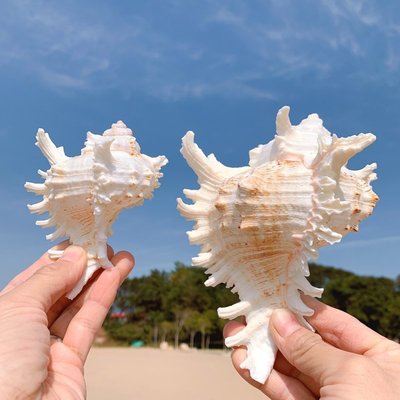 千手螺菊花螺天然海螺貝殼魚缸裝飾品水族箱造景地中海~定價