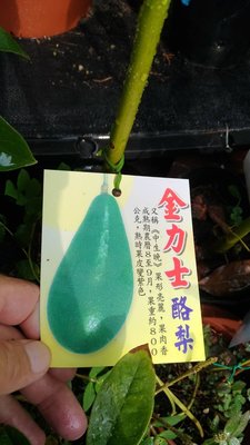 ╭☆東霖園藝☆╮水果苗(酪梨)金力士酪梨..高經濟果樹.台灣適合種植  4吋/30公分