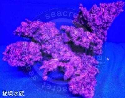 ♋ 秘境水族 ♋【美國CORAL REEF 】 珊瑚礁 人工活石(假活石) 適用裝飾/躲藏/繁殖 (TZ-S19)