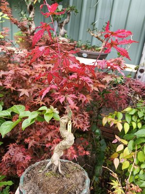 造型漂亮的老粗頭日本品種紅楓樹槭樹名字叫天城時雨，全年大部份葉子都是紅色葉子帶黑色紋路，便宜賣1980元優惠超商免運