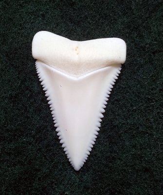 (New 大白鯊嘴牙) 3.8公分真正大白鯊(上鍔)鯊魚牙..無刮痕無缺齒. A標本級. 稀有! #3.382506