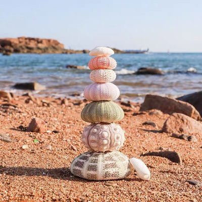 7個海膽殼套餐 空氣鳳梨底座 DIY貝殼海螺 園藝用品裝飾*特價正品促銷