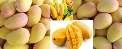 芒果界的LV有土芒果的香氣，還有淡淡的乳香味，甜中帶些許的微酸的香水芒果10斤(5~7月)