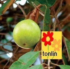 ╭☆東霖園藝☆╮水果苗(牛奶果)星蘋果..觀賞價值又有保健功能的小雜果