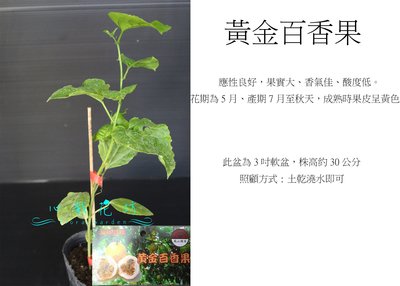 心栽花坊-(缺貨中)黃金百香果(苗)/水果苗/售價100特價80