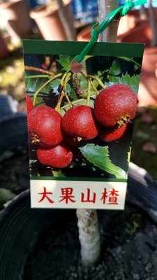 ╭＊田尾玫瑰園＊╯新品種水果苗-(大果山楂)高70cm1000元