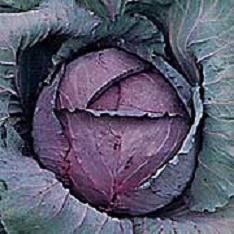 【媽咪蔬果園】、紫色高麗菜　種子