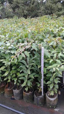 ╭☆東霖園藝☆╮優質樹種( 牛樟 )5寸80公分   實生苗
