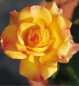 (缺貨中)阿爾什米亞黃金 Aalsmeer Gold 大花微香，悠遊山城(創始店)六吋盆玫瑰~特價180