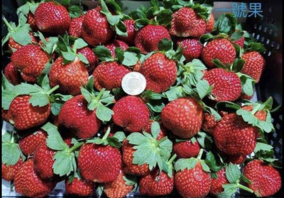 大湖草莓🍓2.5台斤ㄧ藍大顆出貨