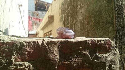 瑪瑙紫玉龍龜
