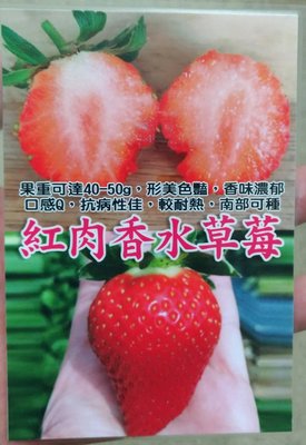 ╭☆東霖園藝☆╮草莓苗 (紅肉香水草莓)香水草莓   紅肉草莓.  11-2月份供貨--缺貨中