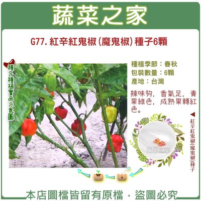 【蔬菜之家滿額免運】G77.紅辛紅鬼椒(魔鬼椒)種子6顆(辣味夠，香氣足，青果綠色，成熟果轉紅色。)