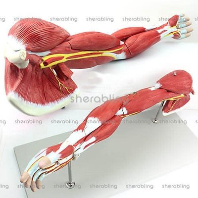(ME-A250)醫用上肢肌肉解剖模型 手臂肌肉模型人體運動系統