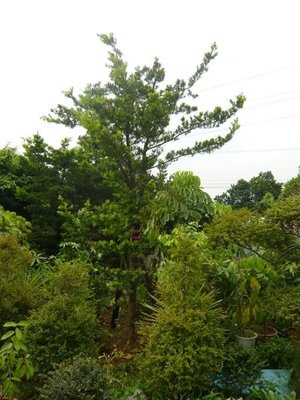 春花園藝行* 蘭嶼羅漢松.自然型.3-4米.直徑18公分