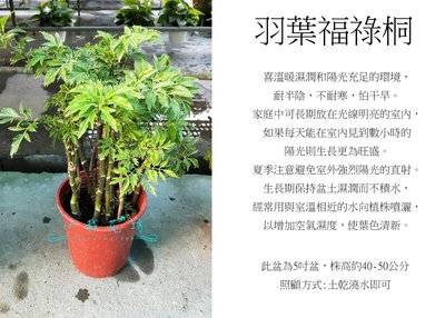 心栽花坊-羽葉福祿桐/5吋/綠化植物/室內植物/觀葉植物/售價300特價250