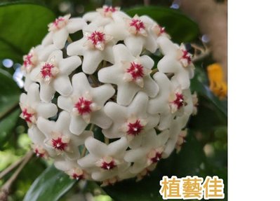 [植藝佳]台灣原生種毬蘭 蘿藦科 粉白色 枝條下單現剪出貨 攀藤植物