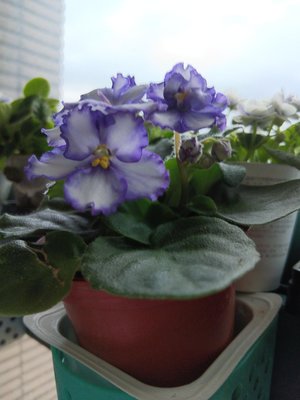 非洲紫羅蘭Optimara  Chico 非洲菫標準型