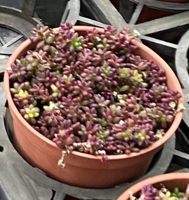 多肉植物 紫米飯 3吋盆