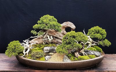 《101~易天地》 日本系魚川真柏合植 模仿大自然 清奇古怪 造景 盆栽