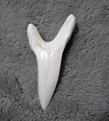 (馬加鯊嘴牙)5.6公分#8 馬加鯊魚牙!稀有未缺損.可當標本珍藏!