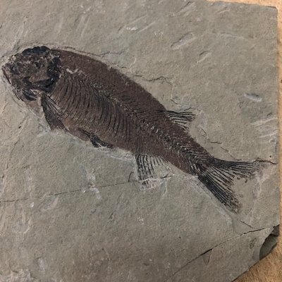 【魚化石】純天然遼西特產古生物化石標本~好物特價