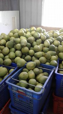 『謝氏正宗』麻豆老欉大白柚－門市販售中１斤４０，數量有限要搶要快