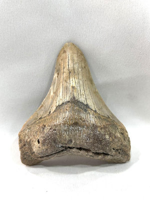 巨齒鯊牙化石-畸形牙~10公分(4吋)( Carcharocles megalodon)~鯊魚牙中的夢幻逸品