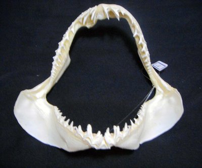 [馬加鯊嘴牙]23.5公分馬加鯊魚嘴..專家製作雪白無魚腥味!..是標本也是掛飾.!.#2.23.5x21