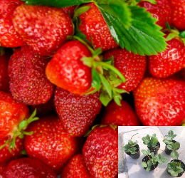 多樣新品種香水/美姬/美豐/雪兔草莓苗大量批發價50顆2.5吋苗走莖苗/A026