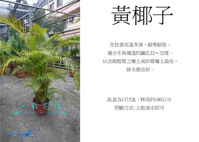 心栽花坊-黃椰子/黃金椰子/1尺5盆/綠化植物/室內植物/觀葉植物/售價2000特價1800