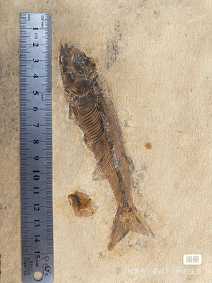年年有魚化石吉南魚化石