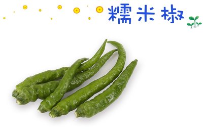 糯米椒 青龍 完全不辣當主菜品種 全年度提供種苗