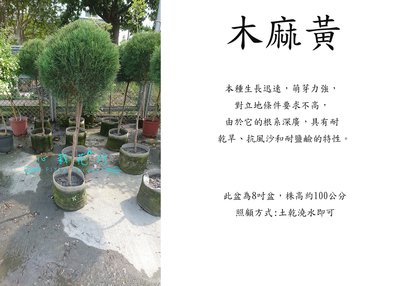 心栽花坊-木麻黃/棒棒糖造型/8吋/造型樹/綠化植物/綠籬植物/售價1100特價1000