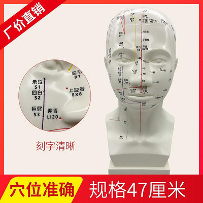 頭部針灸練習模型中醫穴位經絡按摩人體模型47厘米頭部教學模型